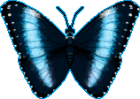 dark blue butterfly with a neon blue stripe on each wing.